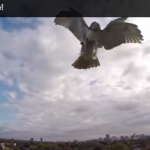 hawk attacks drone