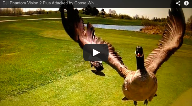 Birds vs Drones | More Birds Attacking Drones [Caught on Video]