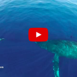 drone whale watching