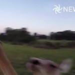 kangarro takes out drone