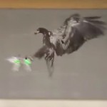 eagle snatching drone