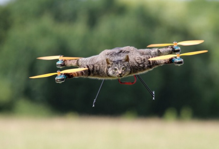 rc bird drone cat toy