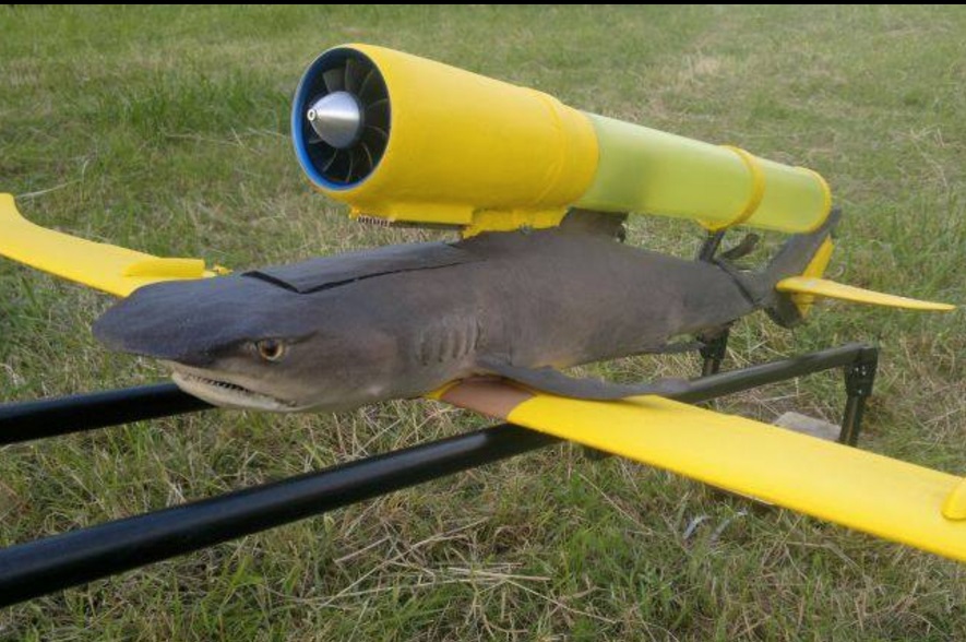 It All Started With a Dead Cat Drone Now A Taxidermy