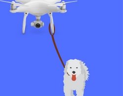 drone walking your dog feature