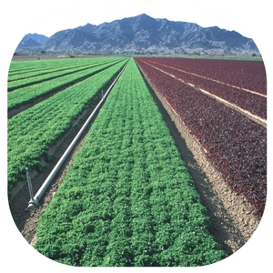 university of colorado yuma irrigation field