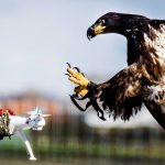 drone catching eagle feature
