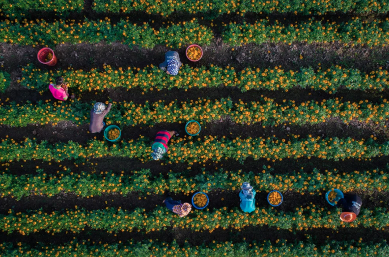 Marigolds dronestagram