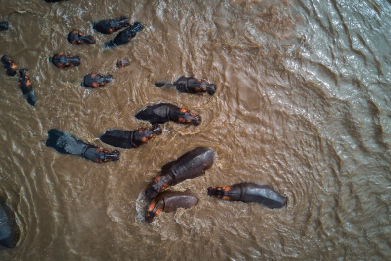 hippos dronestagram