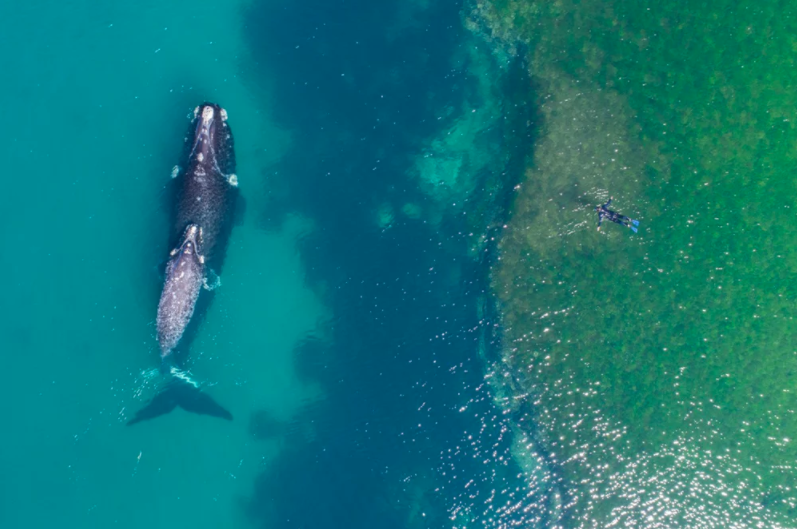 swimming with whales dronestagram