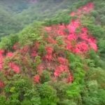 china blossom flower drone footage