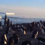 drone footage penguins in antarctica