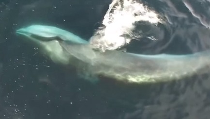 whales off the barcelona coast drone