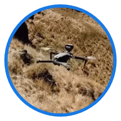 new zealand drone barks to sheeps