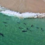 drone footage sharks cape cod