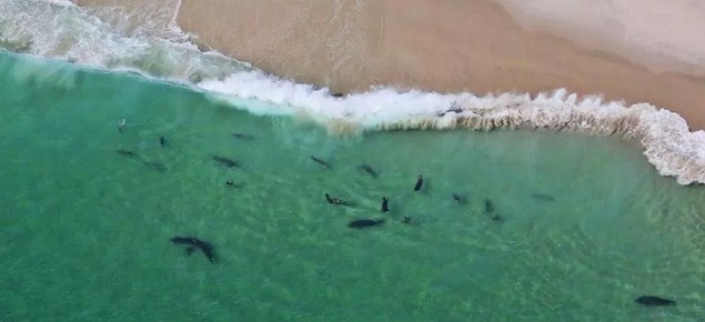 drone footage sharks cape cod