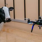 drones recognize cows faces